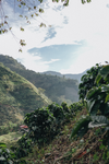 Colombia Carolina Ramirez Black Honey