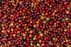 Colombia Carolina Ramirez Black Honey