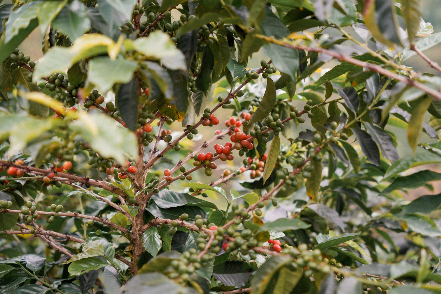 Terra Coffee Red Sun Semi Washed