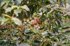 Terra Coffee Red Sun Semi Washed