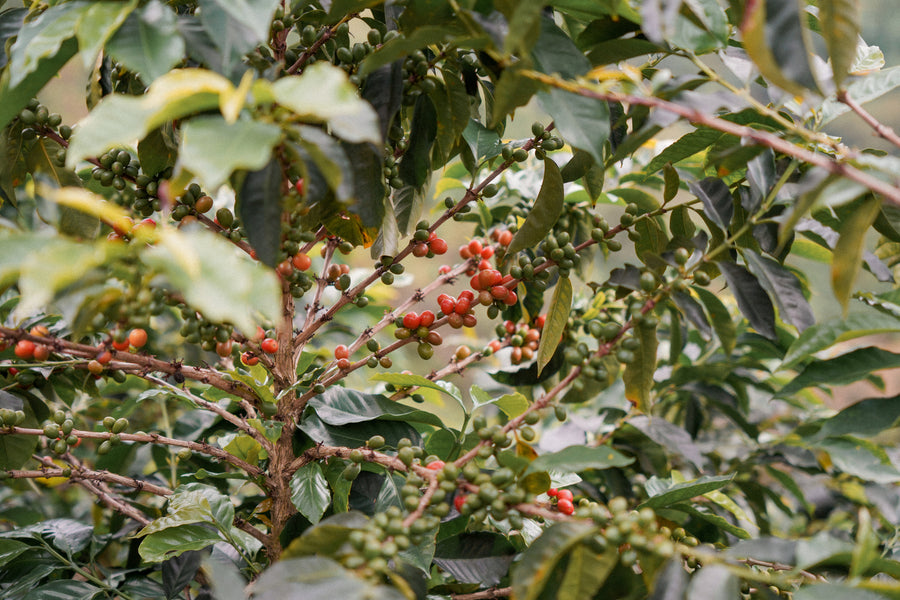 Terra Coffee Red Sun Semi Washed