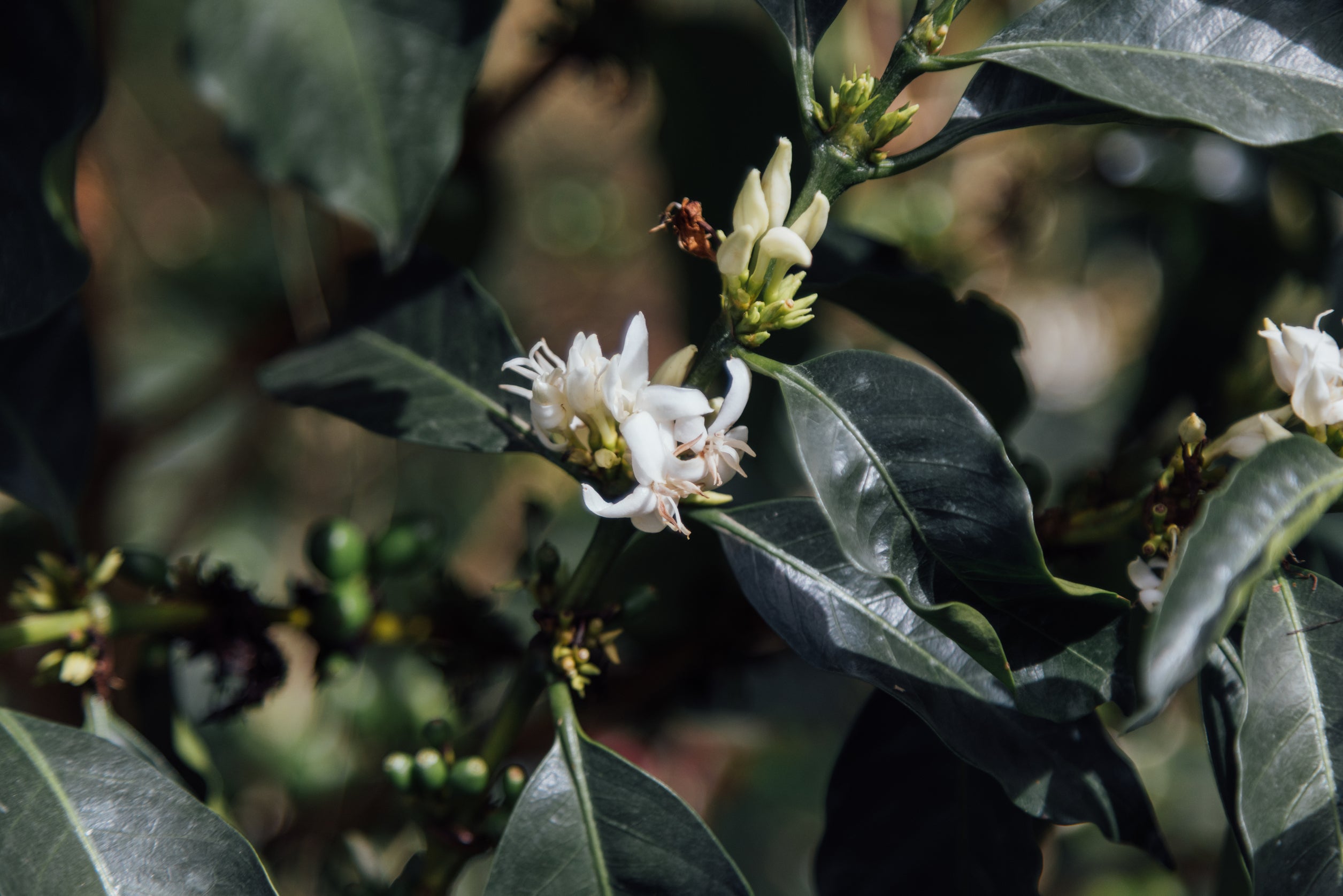 Didier's 60 Hrs Washed