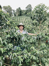 Sebas' Geisha White Honey