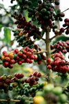 Sebas' Red Fruit Co-Ferment Decaf