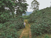 Colombia Sebastian Ramirez - Cinnamon Co-Fermentation