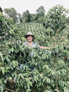 Colombia Sebastian Ramirez - Cinnamon Co-Fermentation