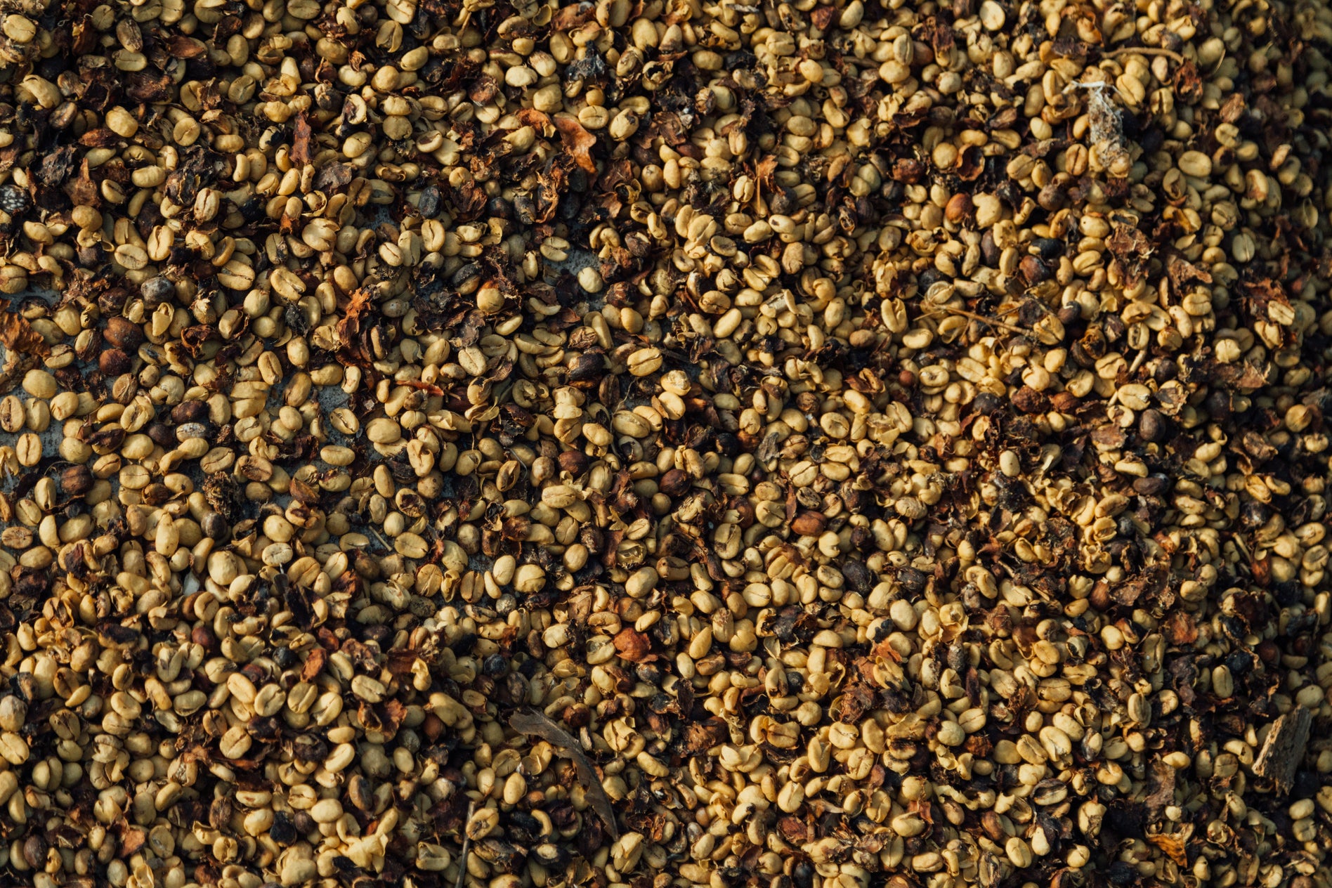 Danilo's Ext. Fermentation Washed
