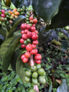 Marlon Bolanos Washed Decaf