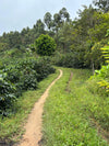 Marlon's Yirgacheffe Exp. Natural